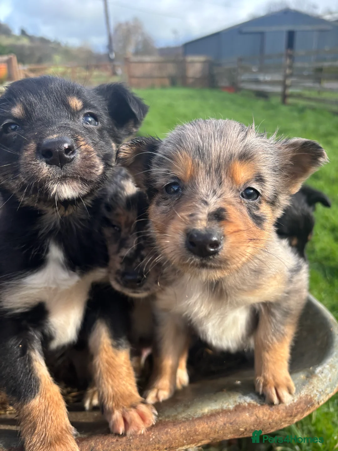 Mixed Breed dogs for sale: Puppies, Australian kelpie cross blue Merle  - Advert 19