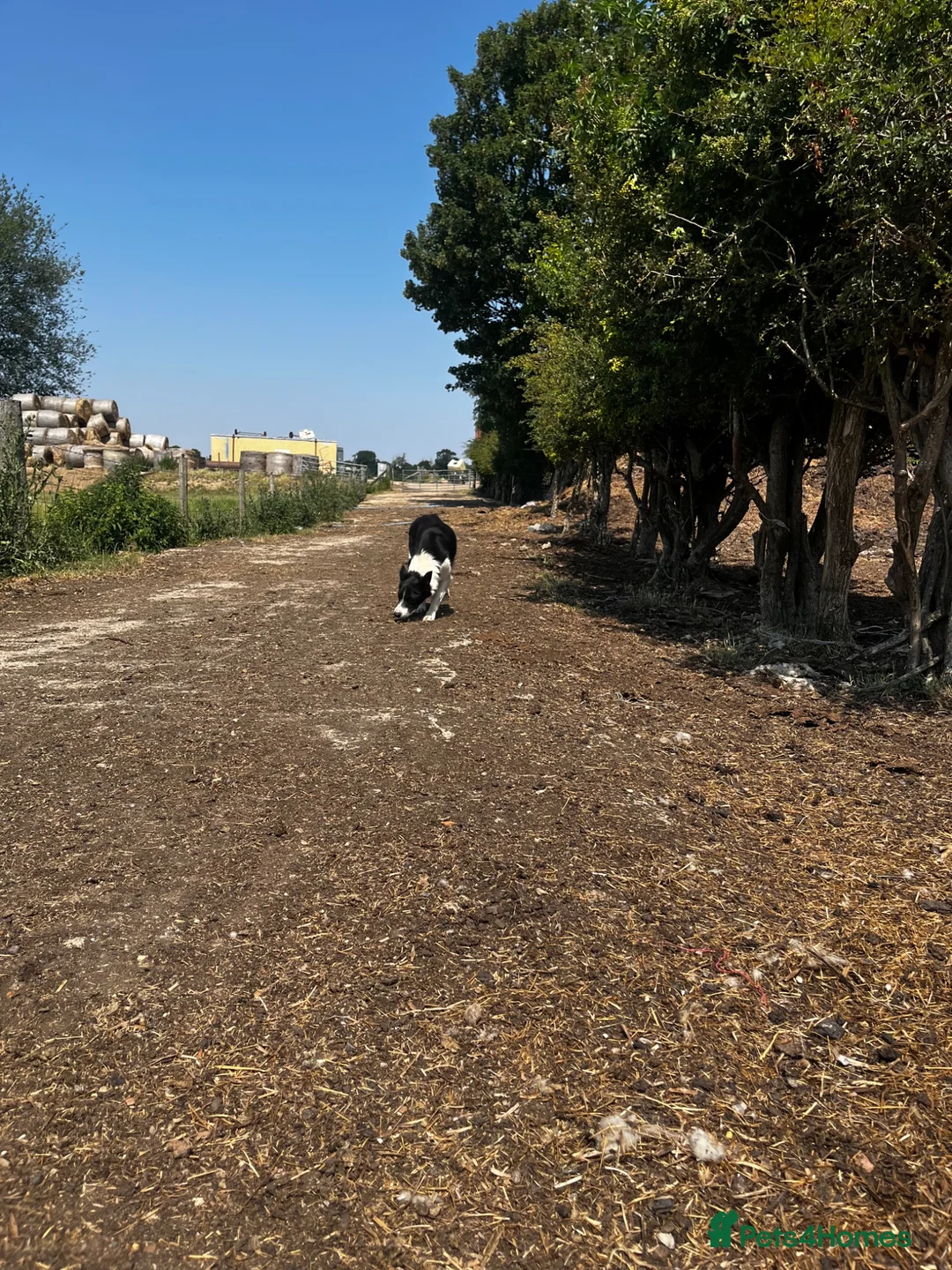 Border Collie dogs for sale: ‘Lass’ ISDS registered Border collie for sale  - Advert 2