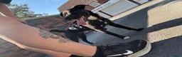 Patterdale Terrier dogs for sale: PATTERDALE TERRIER  - Advert 4
