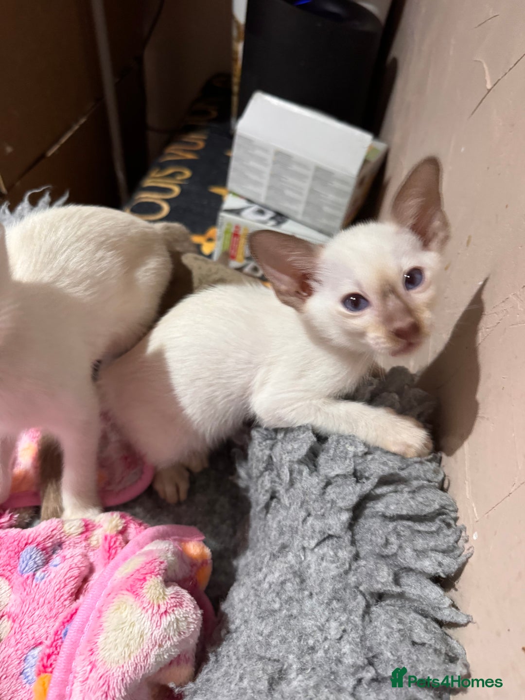 Siamese cats for sale: 4 adorable lilac and chocolate point Siamese  - Advert 15