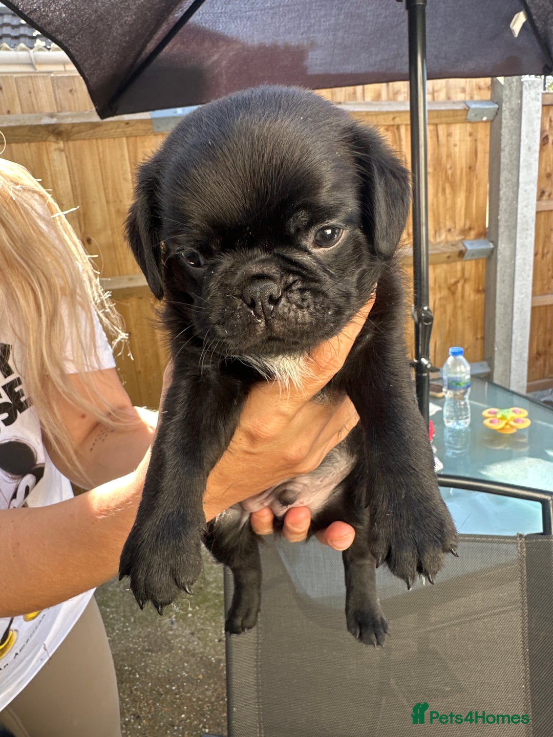 Pug dogs for sale: 🐾Four adorable pug puppies🐾 - Image 6