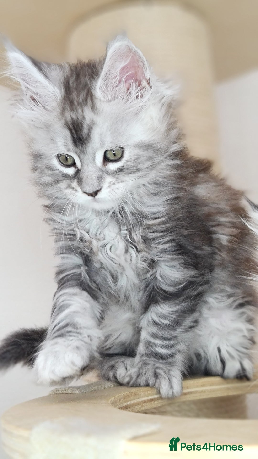 Maine Coon cats for sale: PEDIGREE MAINE COON KITTENS 5 BOYS - Image 5
