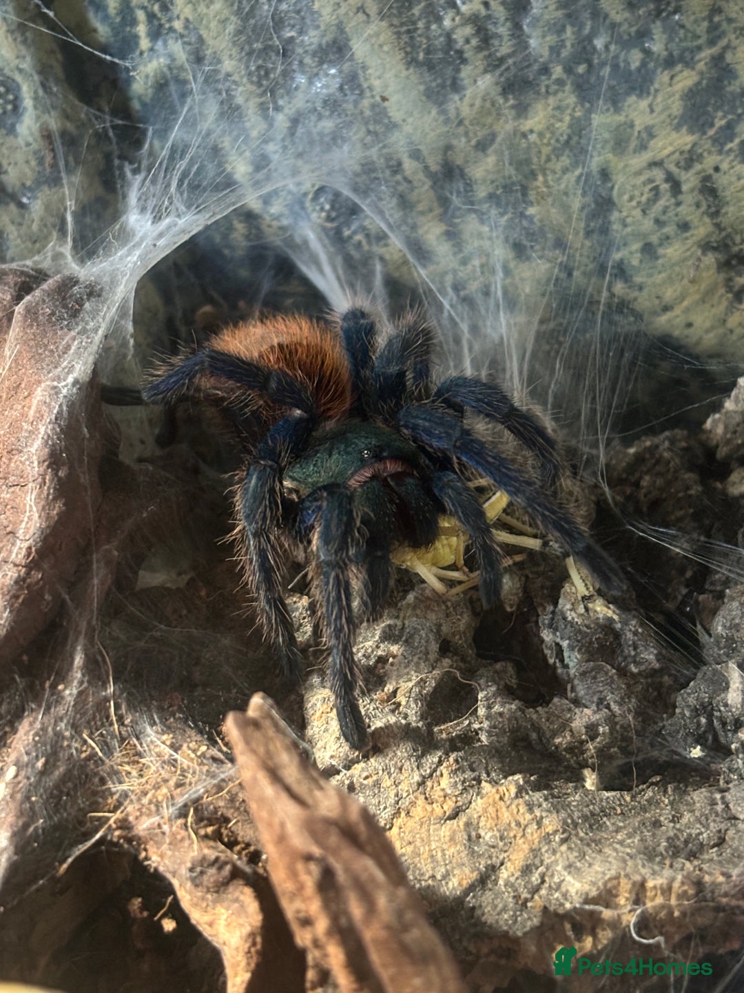 Gallery Image {{count}}