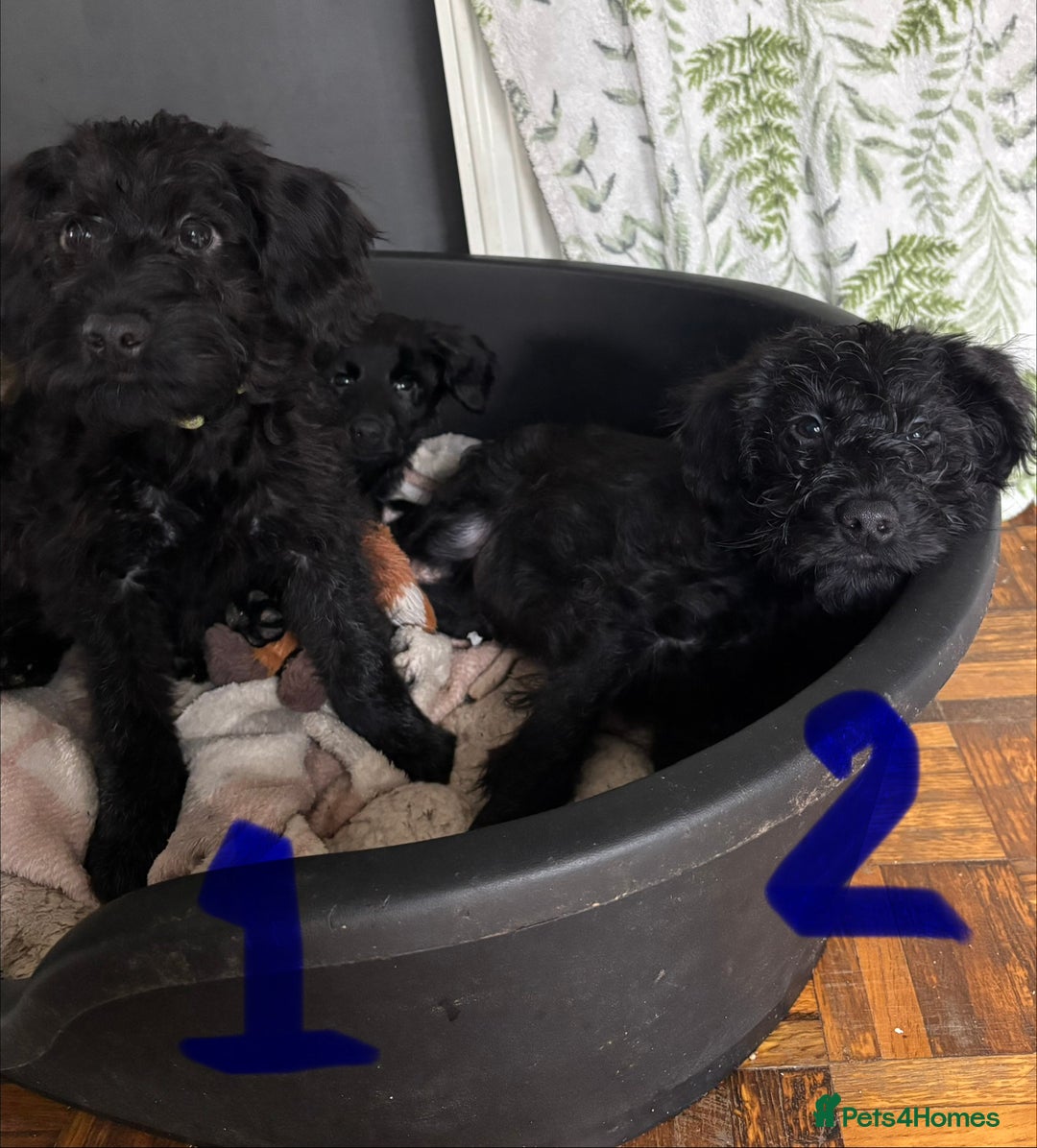 Mixed Breed dogs for sale: 1 Girl and 2 Boys mini labradoodles puppy’s left - Advert 1