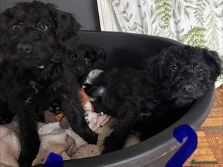 Mixed Breed dogs 1 Girl and 2 Boys mini labradoodles puppy’s left - Advert 1