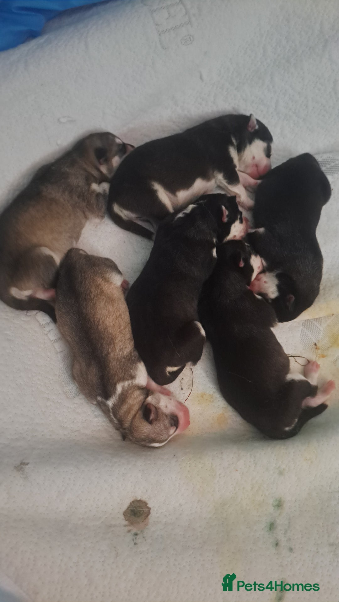 Siberian Husky dogs for sale: Six gorgeous husky pups - Image 6