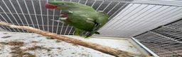 Mixed Breed birds for sale: Indian ringneck and Alexandrine parrot  - Advert 6