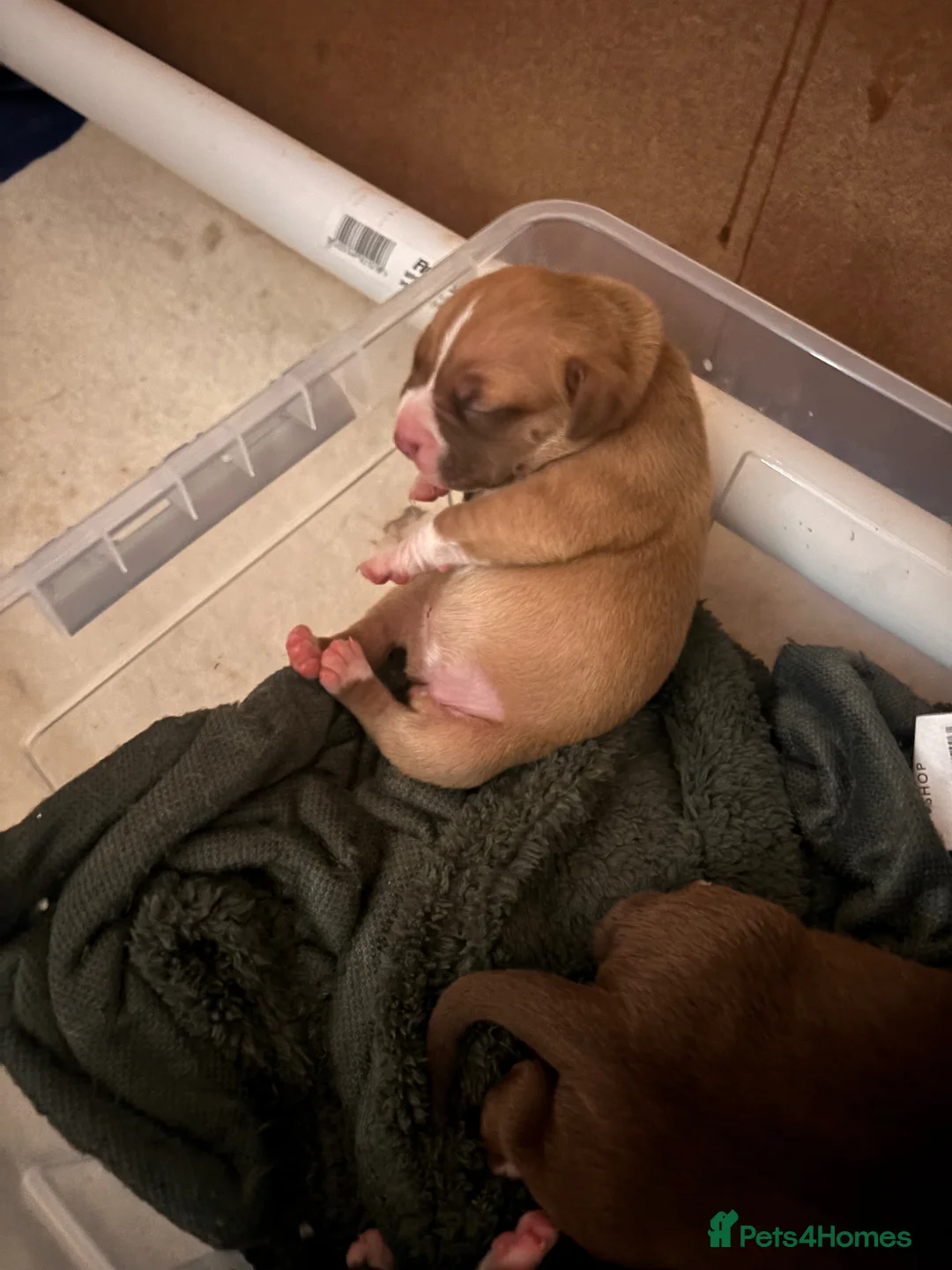 Mixed Breed dogs for sale: Stunning American bulldog staff  - Advert 8