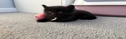 Mixed Breed cats for sale: Ready to go 3 female kittens  - Advert 4