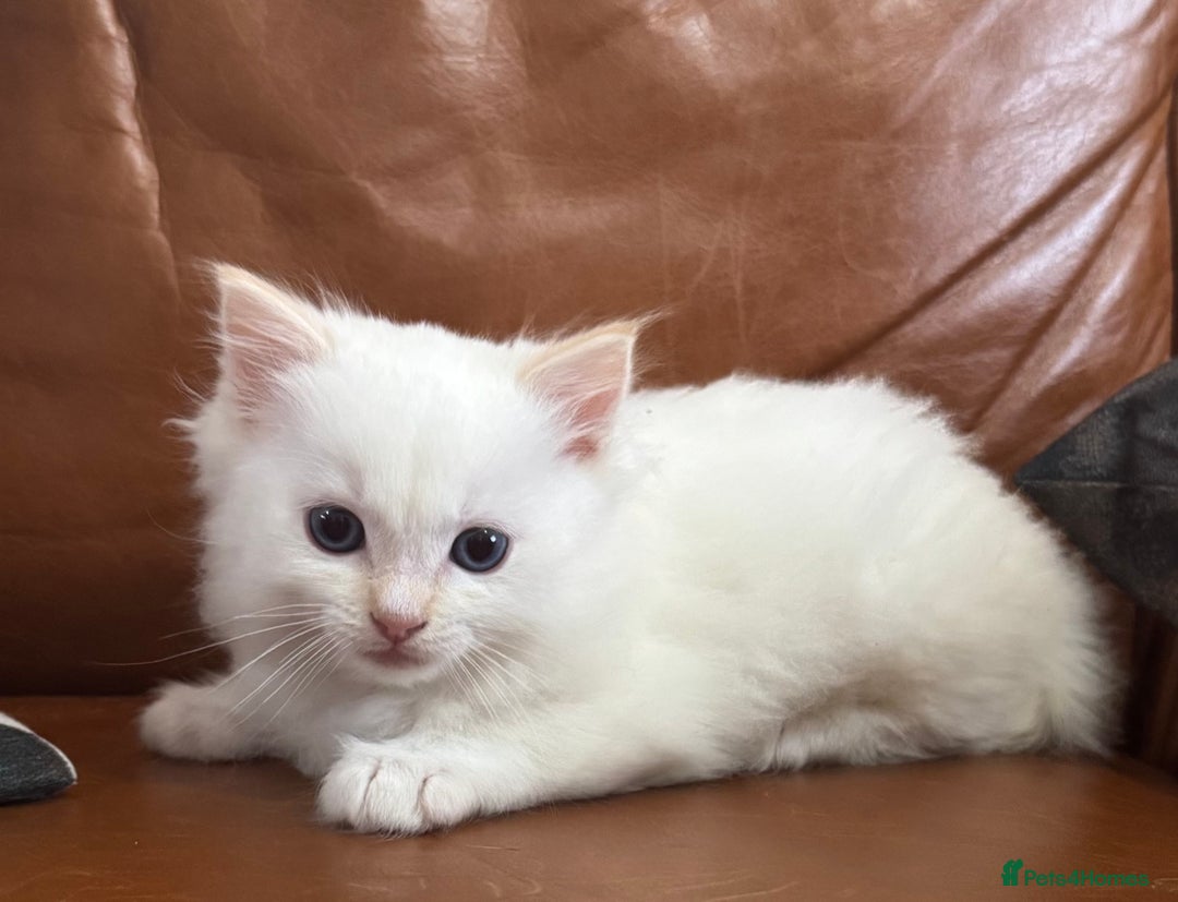 Ragdoll cats for sale: DNA tested Ragdolls - Advert 1