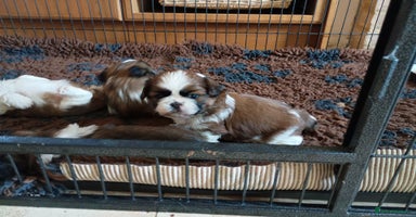 Shih Tzu dogs - Advert 11