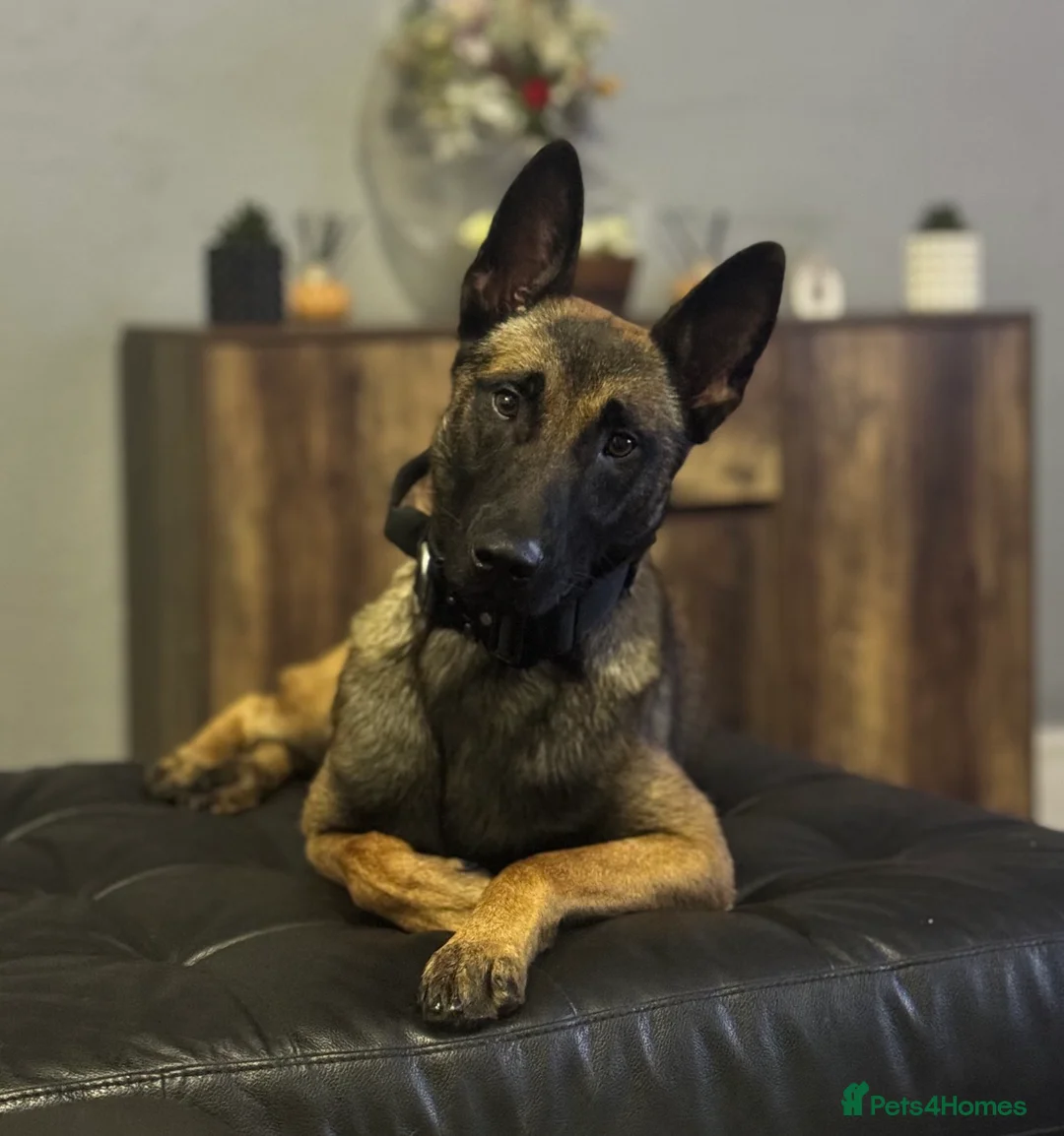 Belgian Shepherd Dog dogs for sale: Belgian malinois  - Advert 1