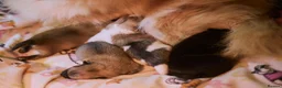 Pomeranian dogs for sale: KC registered pomeranian puppies - 4 girls  - Advert 10
