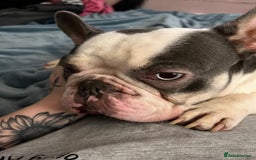 French Bulldog dogs for sale: Male French Bulldog - Image 5