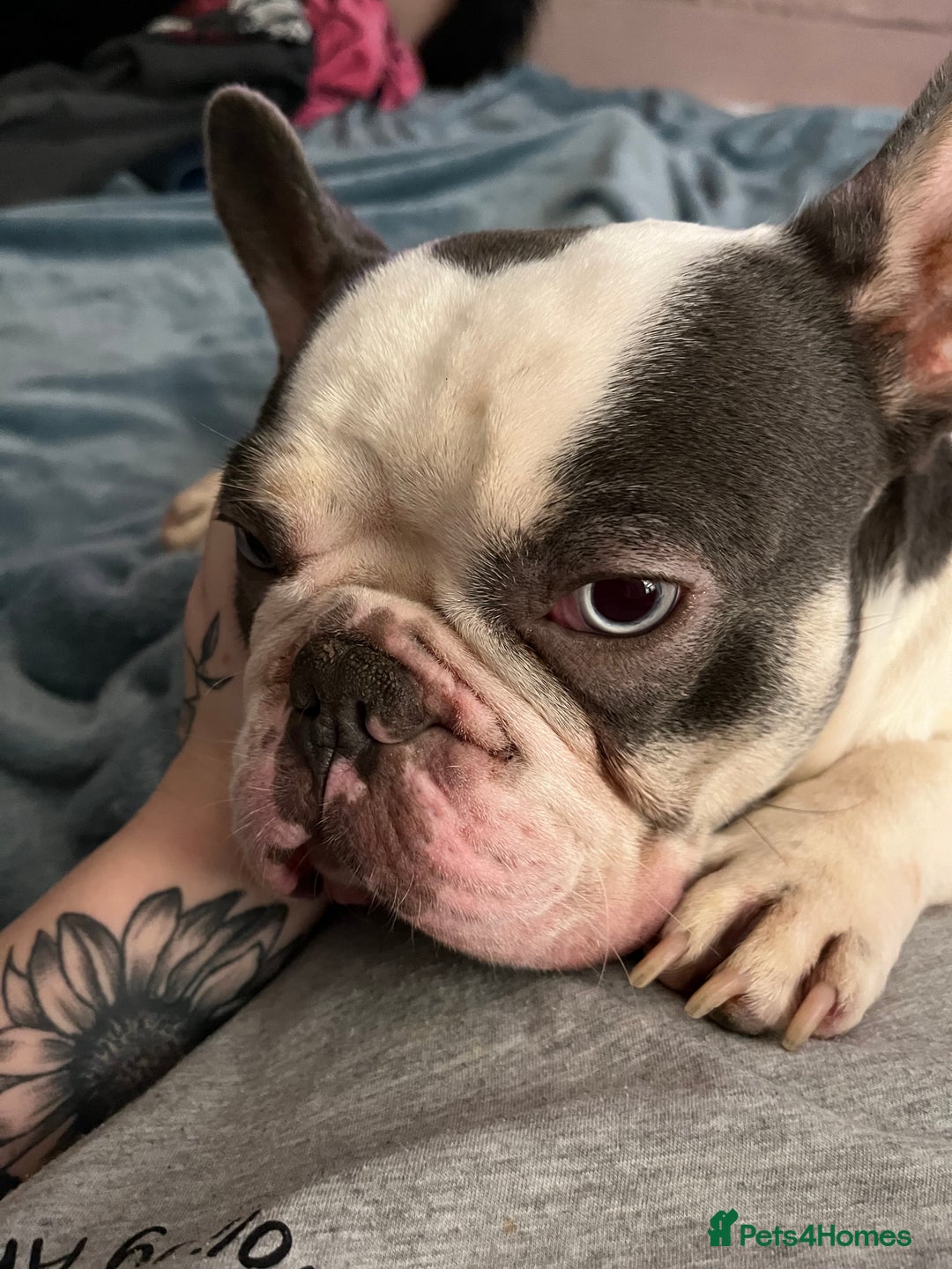 French Bulldog dogs for sale: Male French Bulldog - Image 5