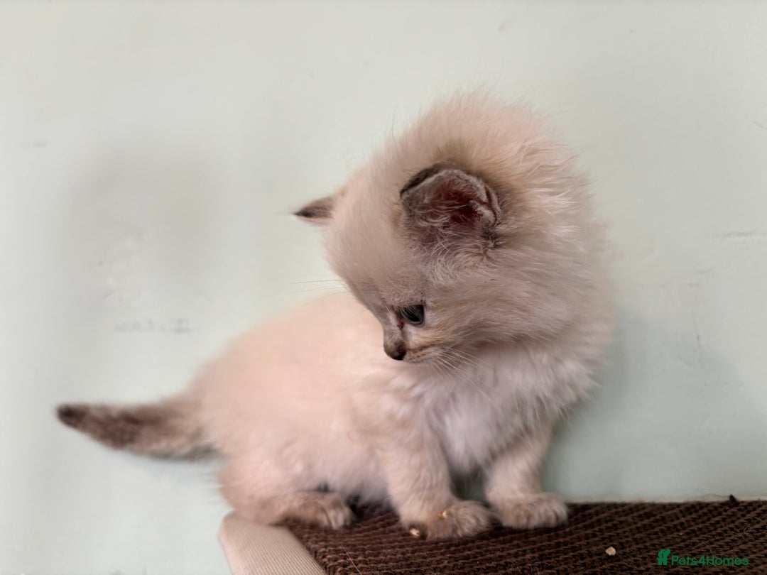 Ragdoll cats for stud: Lilac tabby colourpoint for stud - Advert 9