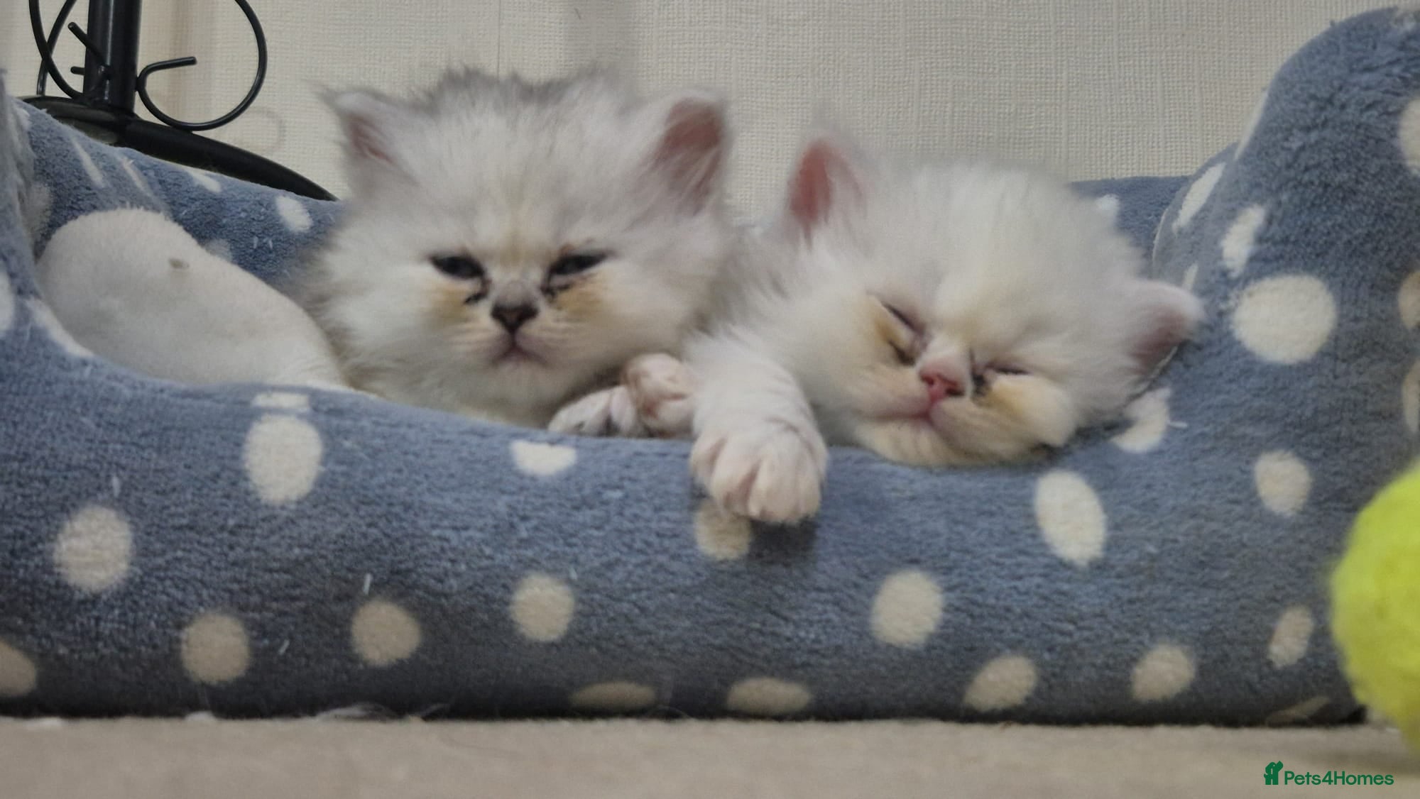 Persian cats Persian Chinchilla Kittens Available  - Advert 1