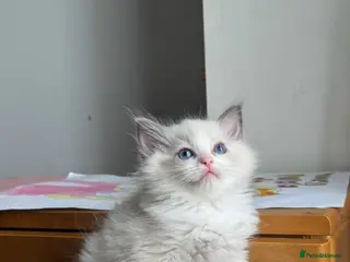 Ragdoll cats ACTIVE Bicolor Registered Ragdoll kittens - Advert 2