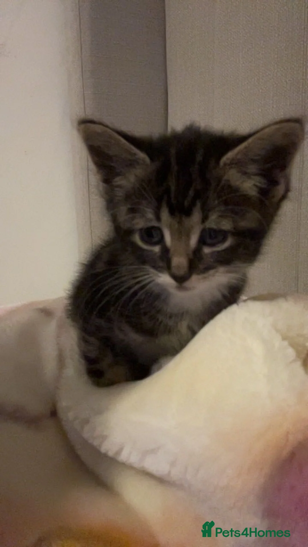 American Shorthair cats for sale: American shorthair tabby kitten for sale! in Walsall - Advert 7