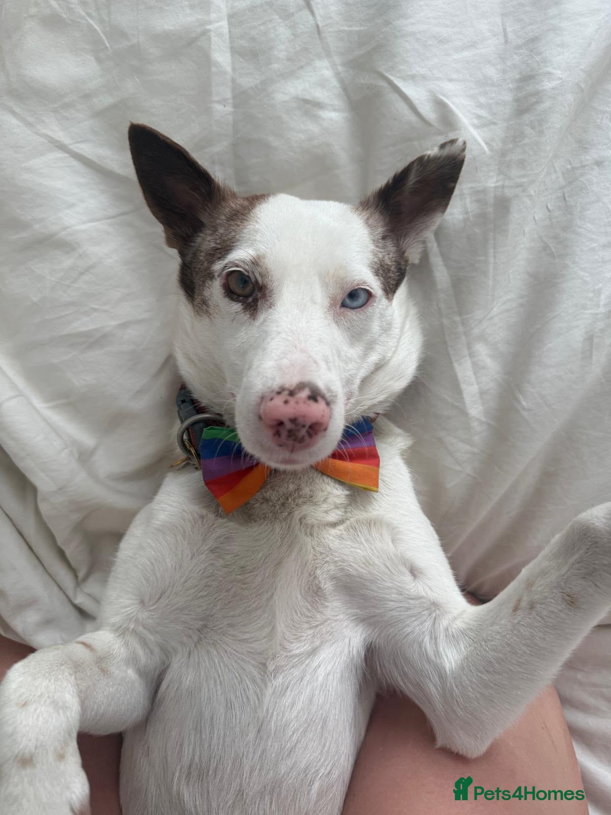 Mixed Breed dogs ❤️🐶 SAGA – AN AMAZING GIRL WHO JUST NEEDS LIFE TO - Advert 1