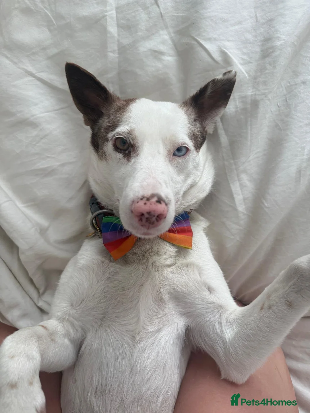Mixed Breed dogs for adoption: ❤️🐶 SAGA – AN AMAZING GIRL WHO JUST NEEDS LIFE TO in Chester - Advert 1