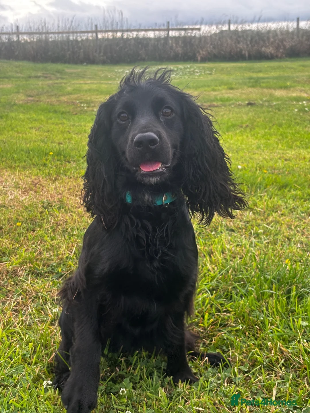 Cocker Spaniel dogs for stud: Black, Compact KC Registered Cocker Spaniel - Advert 2