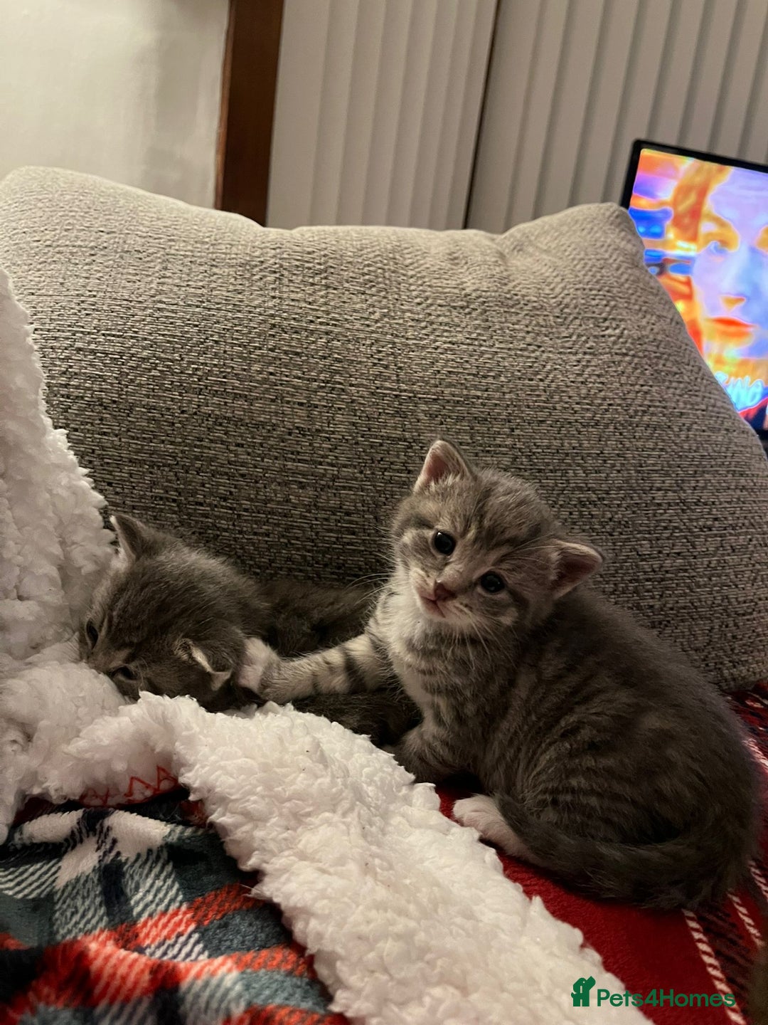 Mixed Breed cats for sale: Mixed breed kittens - Advert 4