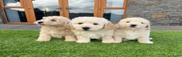Poochon dogs for sale: Poochon Puppies - Advert 13