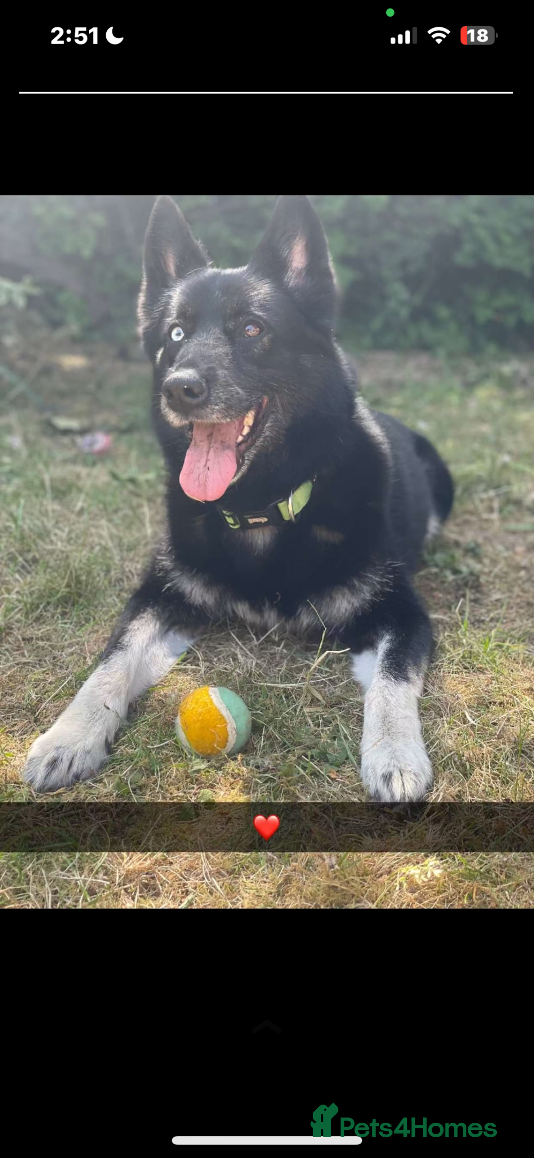 Shepsky dogs for sale: need rehomed  in Wymondham - Image 4