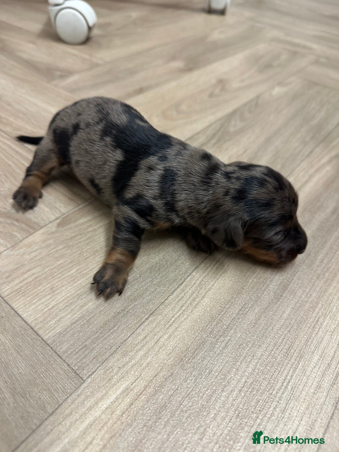 Dachshund dogs for sale: Dachshunds puppies  - Image 16