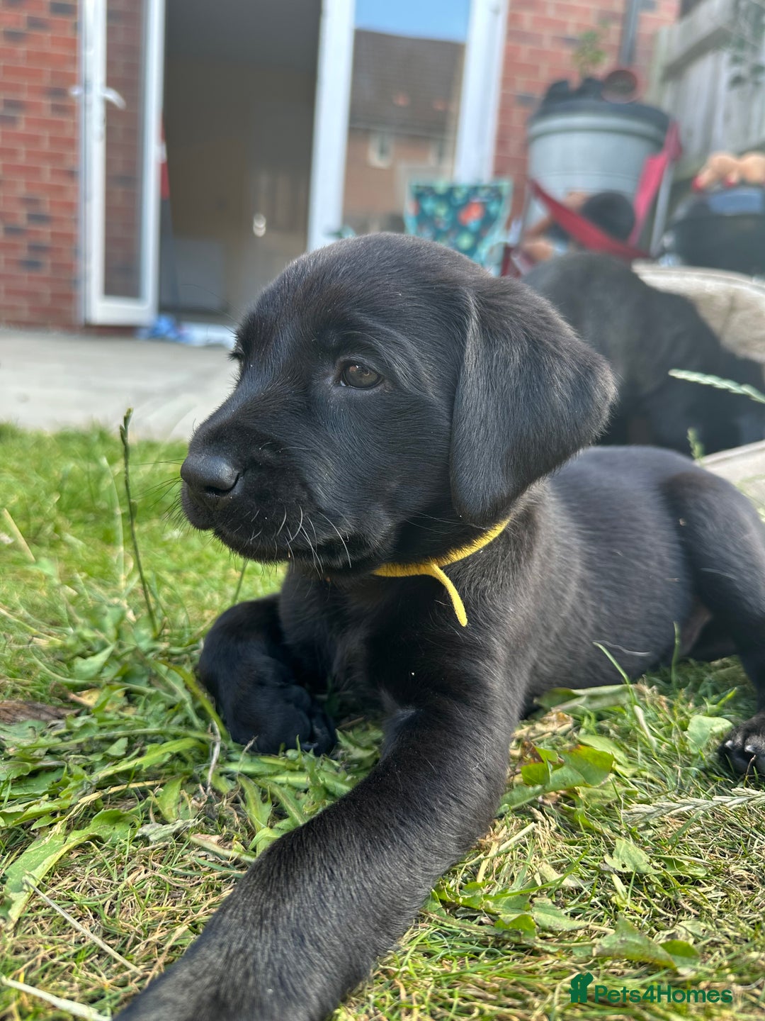 Labrador Retriever dogs for sale: 2beautiful black puppiesAVAILABLE READY to leave. - Image 8