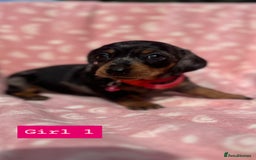 Dachshund dogs for sale: Beautiful silver dapple mini dachshund puppies! 🐾 - Image 9