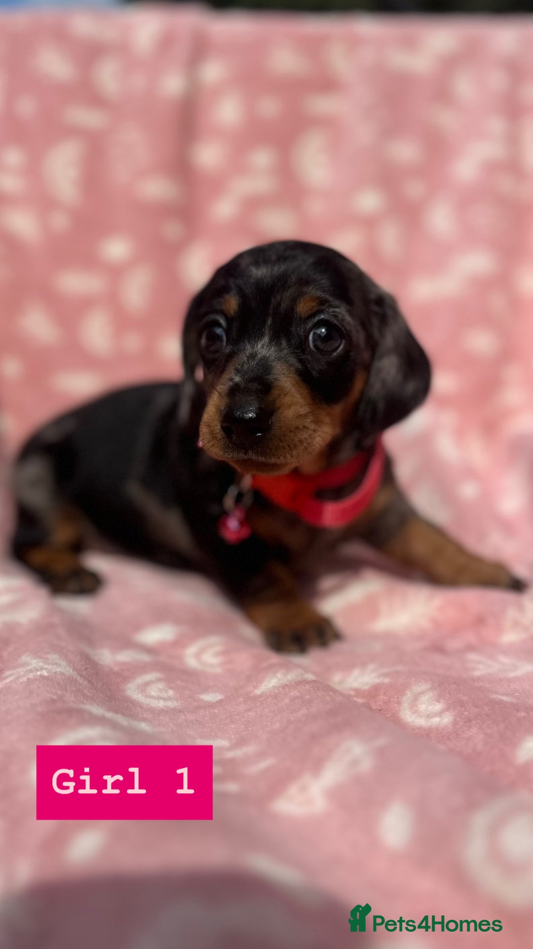 Dachshund dogs for sale: Beautiful silver dapple mini dachshund puppies! 🐾 - Image 9