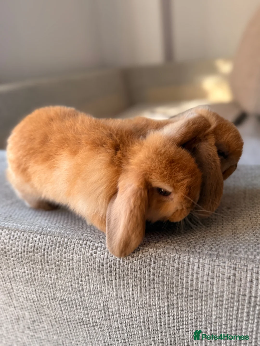 Mini Lop rabbits for sale: Beautiful Mini Lop baby rabbits - Advert 2