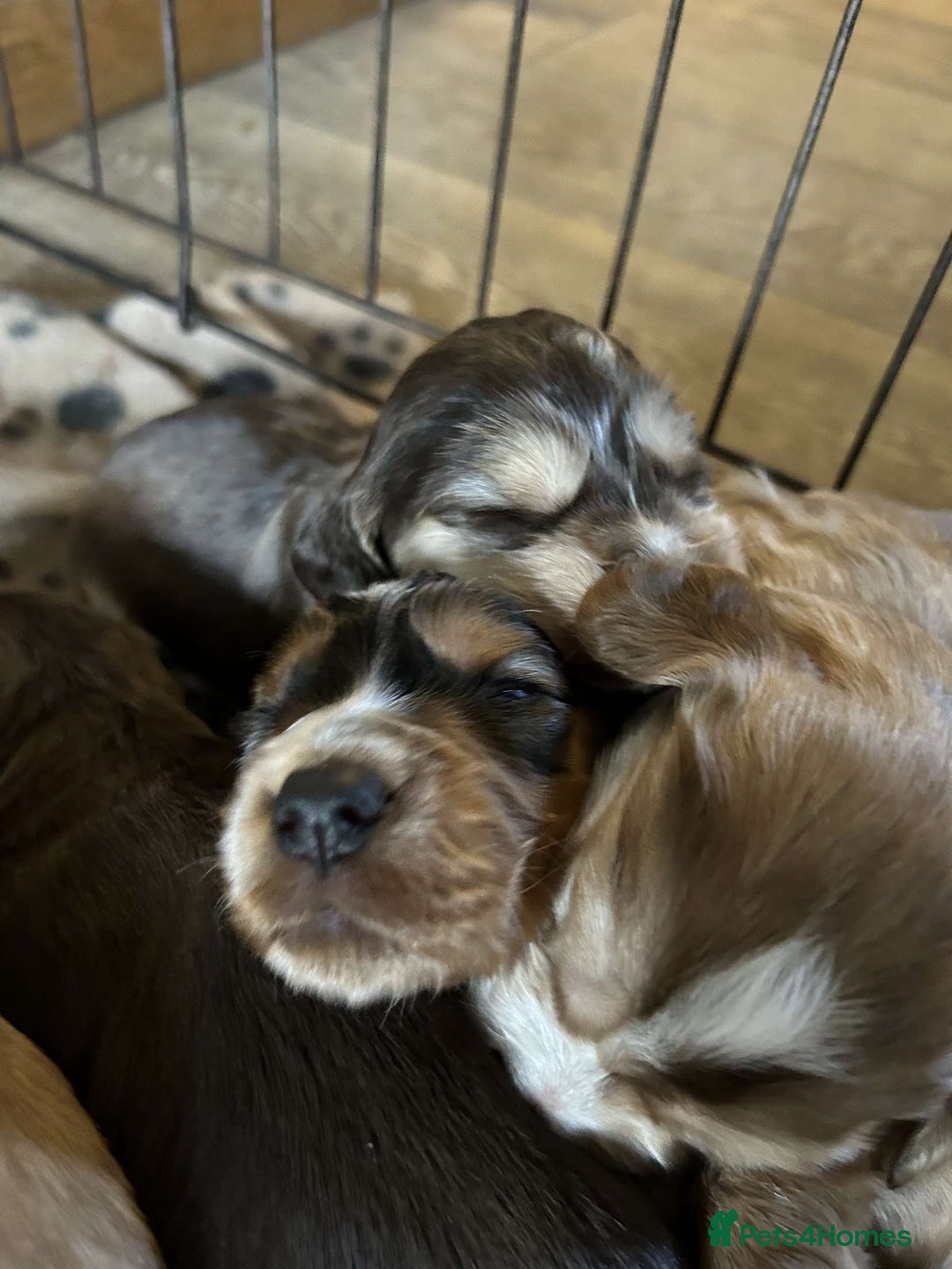 Cocker Spaniel dogs for sale: Cocker spaniel puppies for sale.  - Image 13
