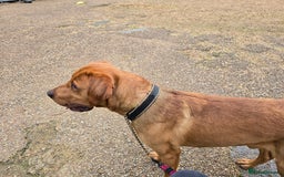 Labrador Retriever dogs for stud: 🐾 Fox Red Labrador Available for Stud 🐾 - Image 1