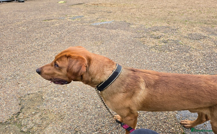 Labrador Retriever dogs - Advert 2