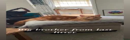 Mixed Breed cats for sale: Mixed breed kittens  - Advert 5