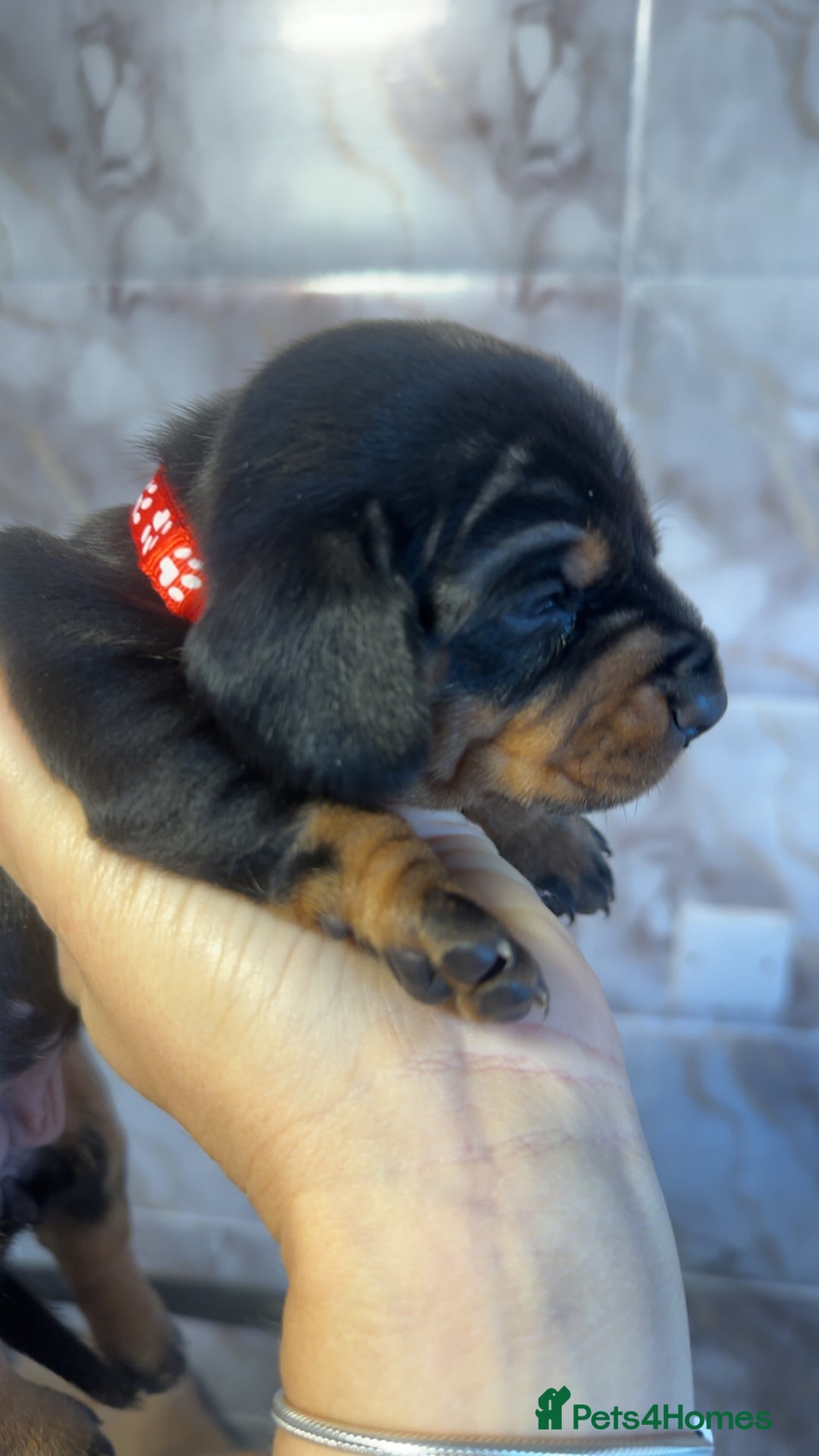 Dachshund dogs for sale: Lovely little Dashound puppies - Advert 21