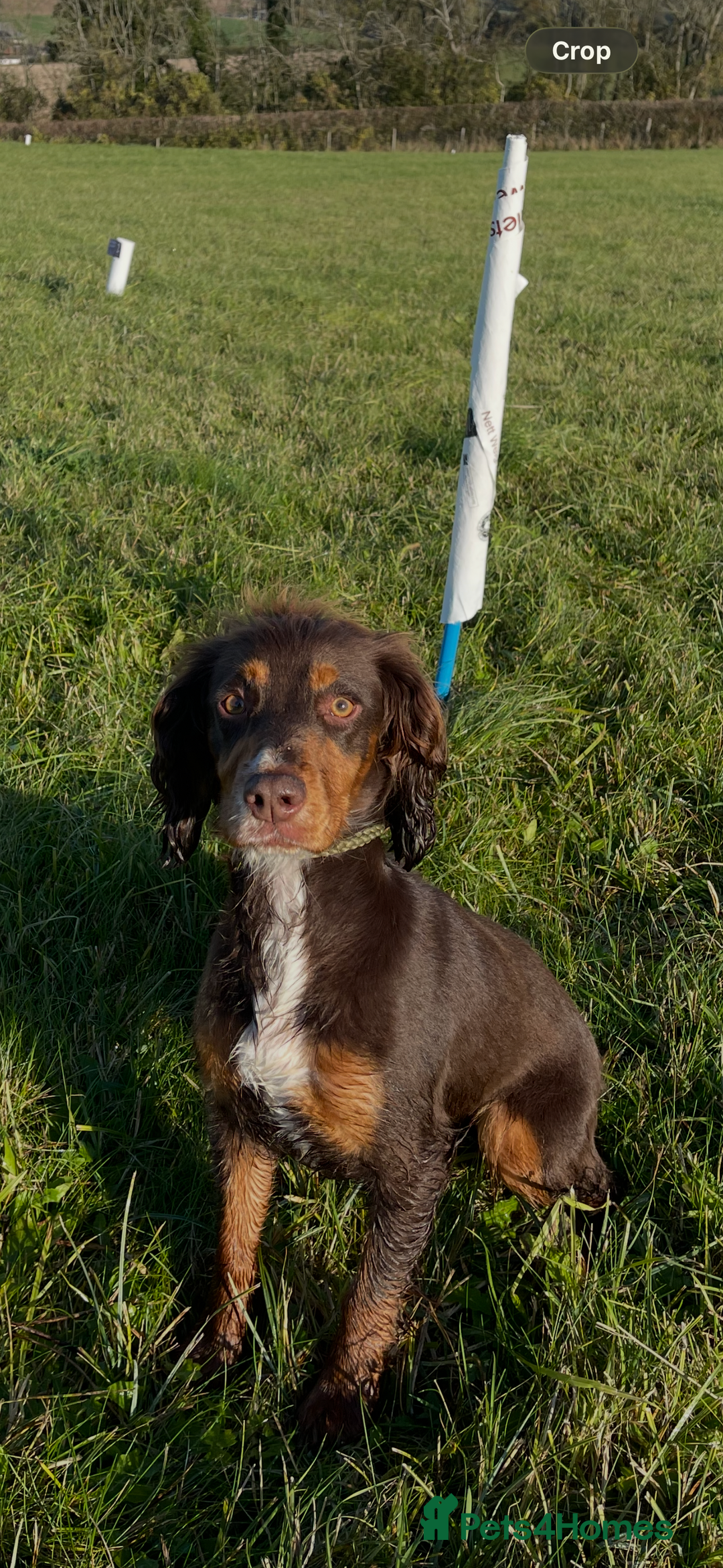 Cocker Spaniel dogs for sale: Working Cocker Spaniel Puppies - Advert 19