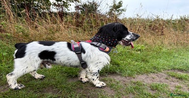 Cocker Spaniel dogs - Advert 12