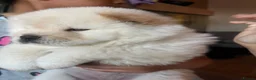 Chow Chow dogs for sale: Chow chow puppy  - Advert 9