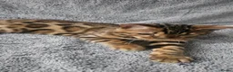 Bengal cats for sale: Bengal kittens - Advert 3