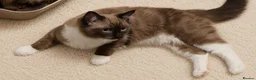 Ragdoll cats for sale: Purebred Cherubim (Mink) & Traditional Ragdolls - Advert 13