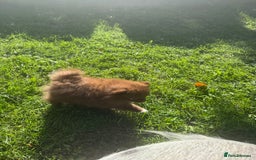 Pomeranian dogs for sale: 🧸🌈 Genuine Teddy Bear Poms Rainbow litter 🌈🧸 - Image 14