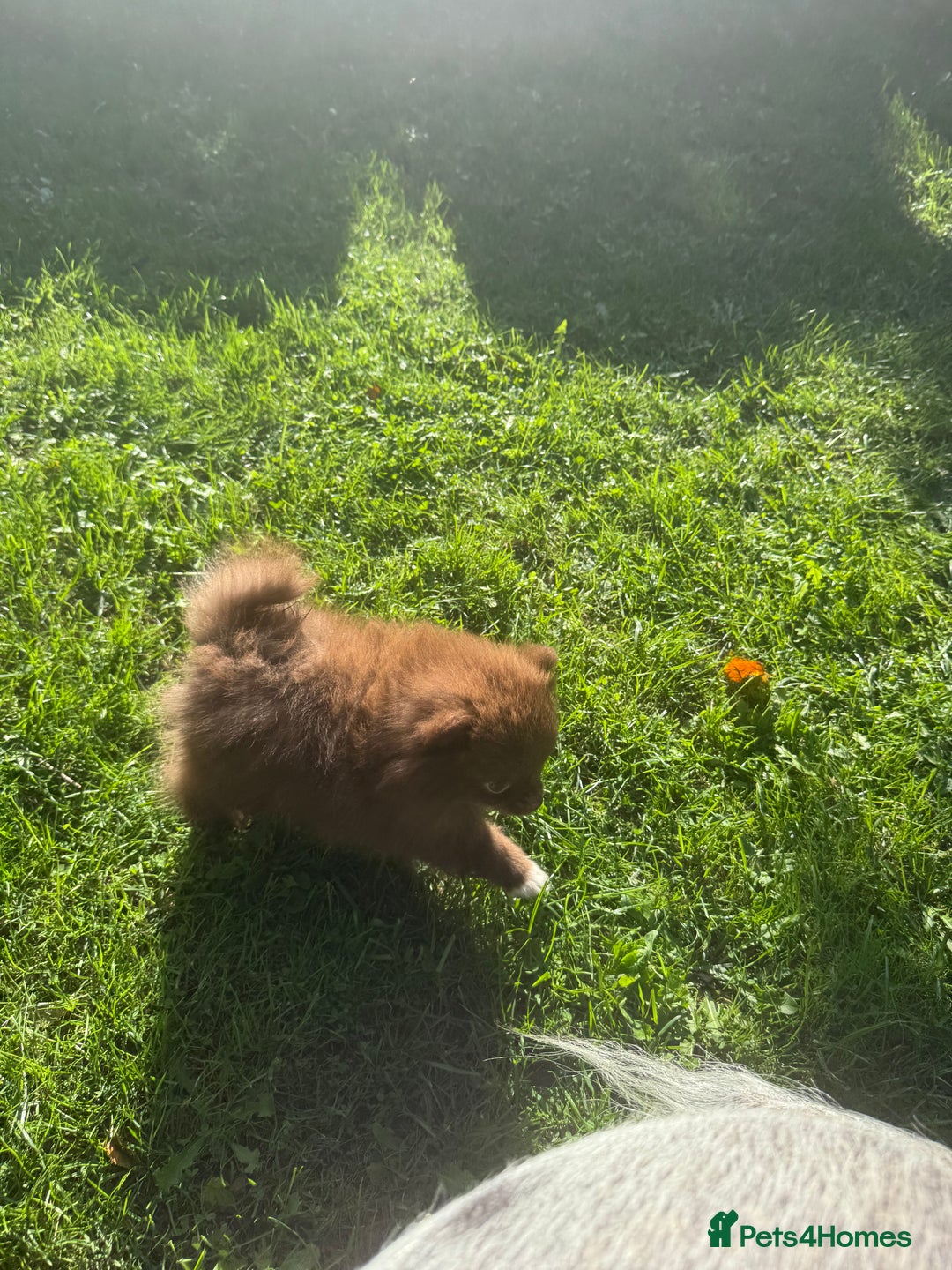 Pomeranian dogs for sale: 🧸🌈 Genuine Teddy Bear Poms Rainbow litter 🌈🧸 - Image 14