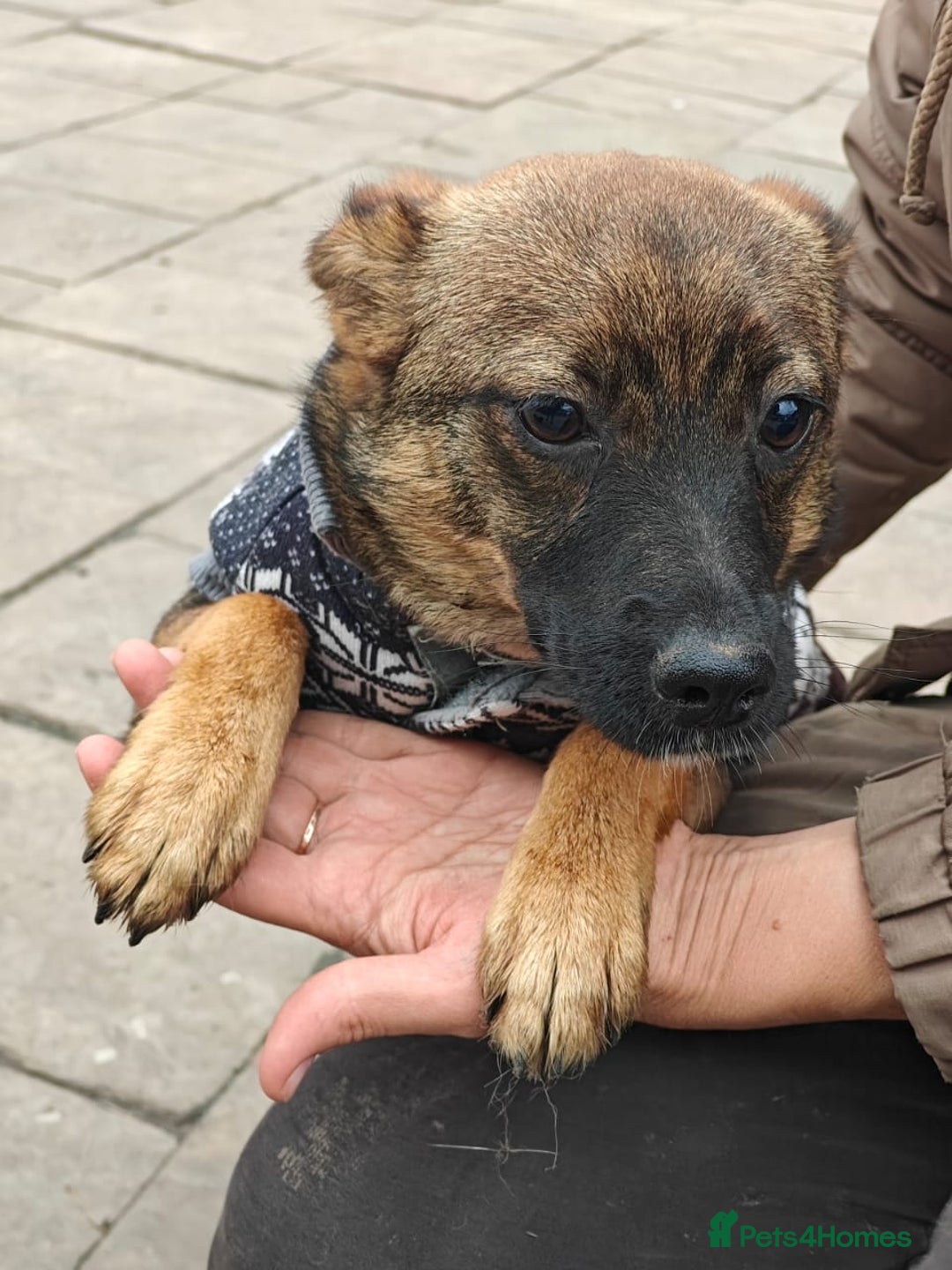 Mixed Breed dogs for adoption: 💖🐶 KNOPA 🐶💖 - Image 8