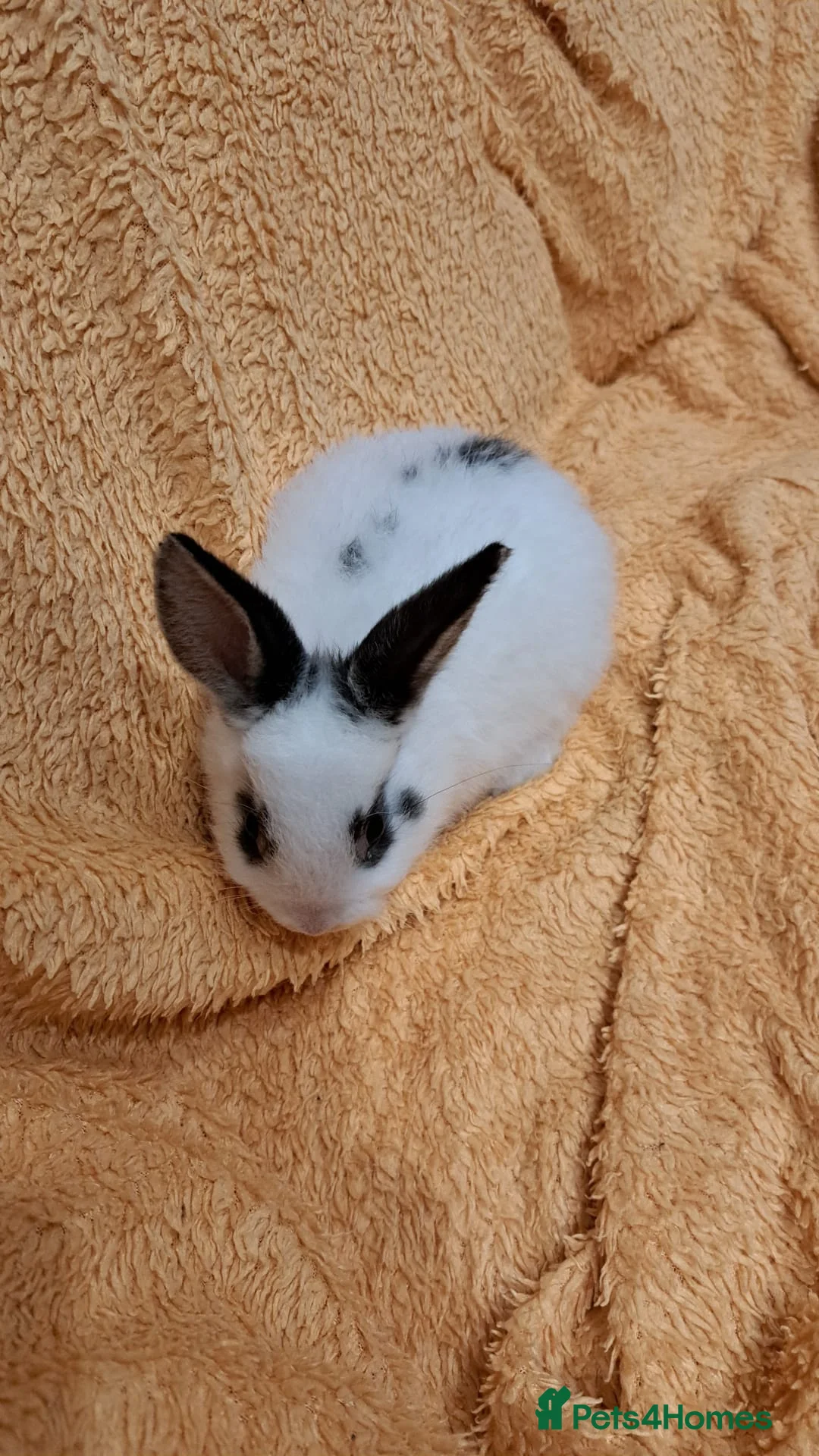 Mini Lion Lop rabbits for sale: Mini lop lion - Advert 15