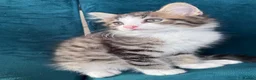 Mixed Breed cats for sale: Beautiful Kittens 😻 - Advert 6