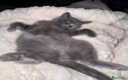 British Shorthair cats for sale: Beautiful British short hair  - Image 4